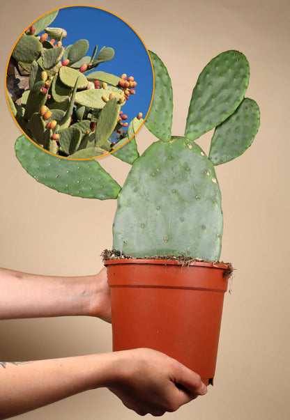 Feigenkaktus, Opuntia Ficus Indica (Essbare Früchte)