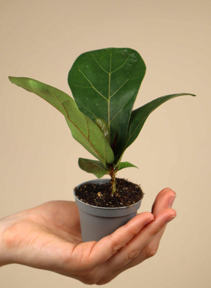 Fiolfikus | Ficus lyrata