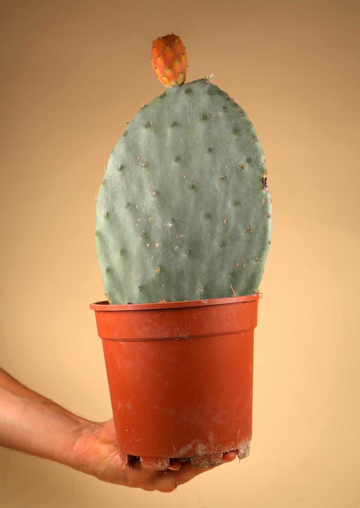 Feigenkaktus, Opuntia Ficus Indica (Essbare Früchte)