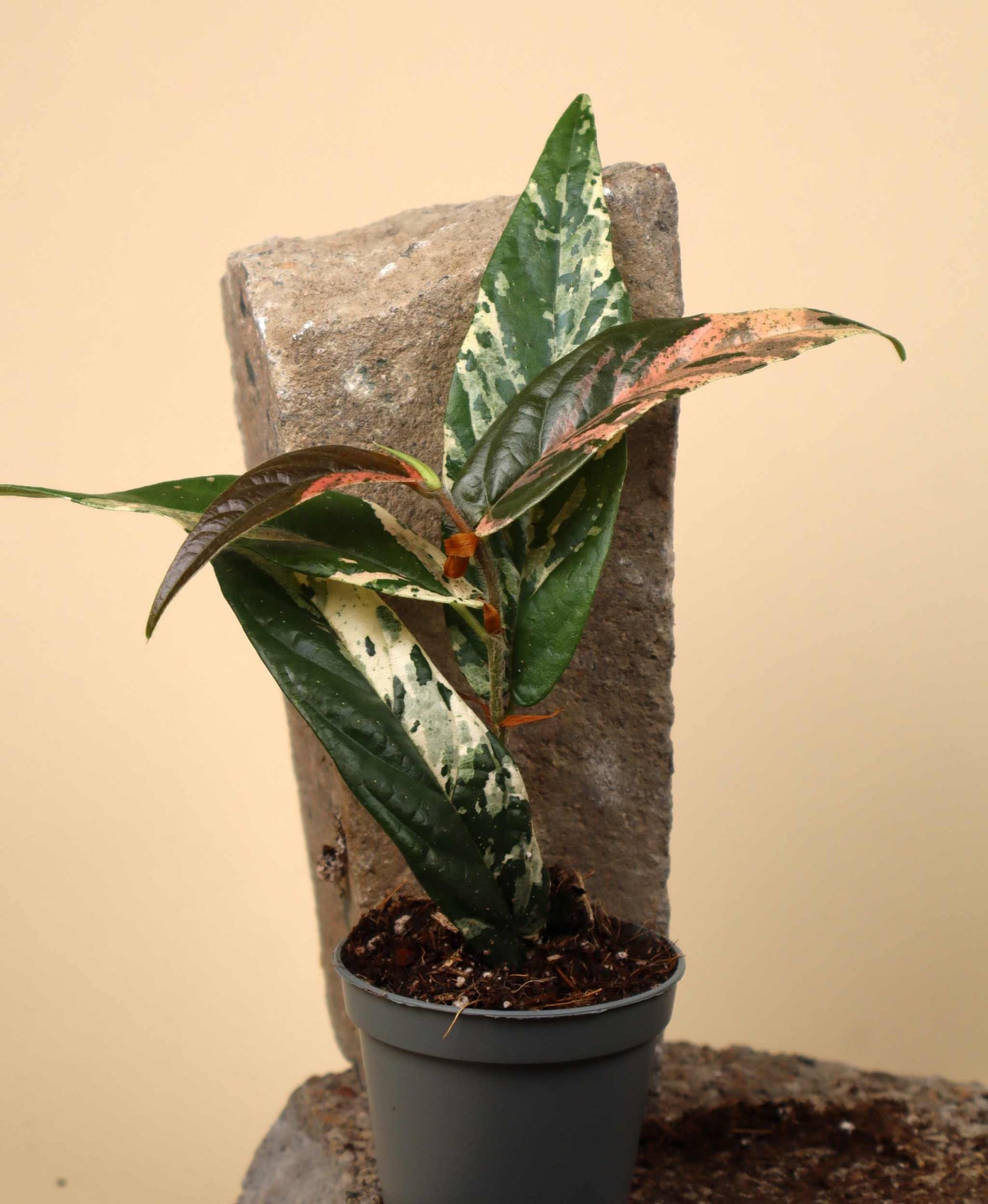 Ficus sagittata pink variegata