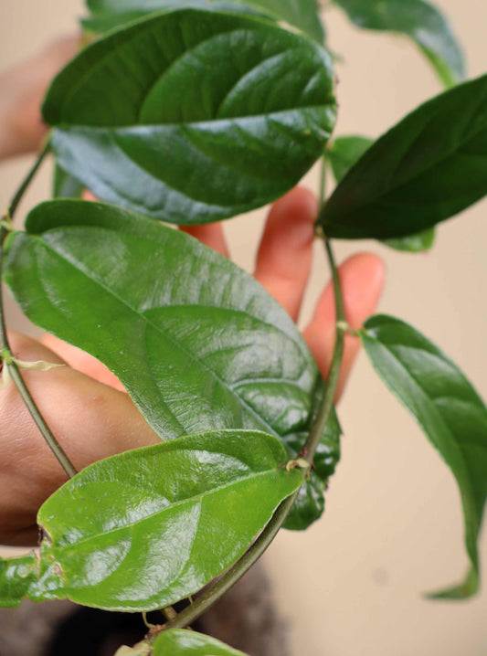 Ficus sagittata (radicans)