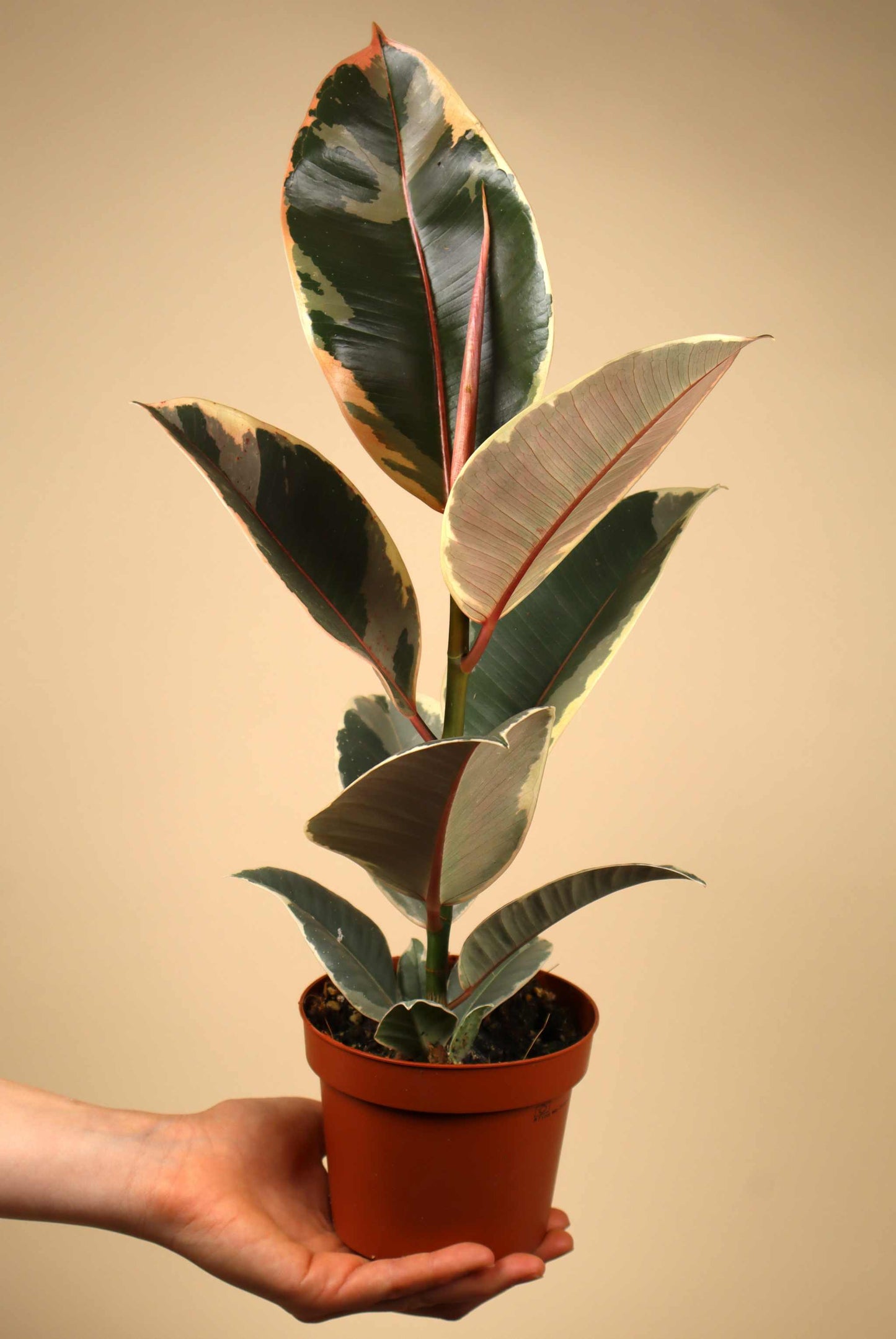 Ficus elastica "Tineke" | Rubber Plant