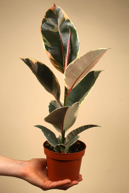 Ficus elastica "Tineke" | Rubber Plant