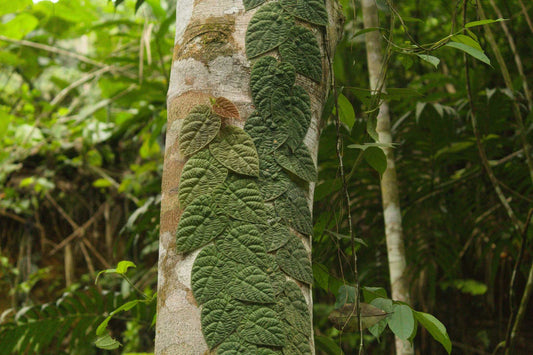 Ficus villosa