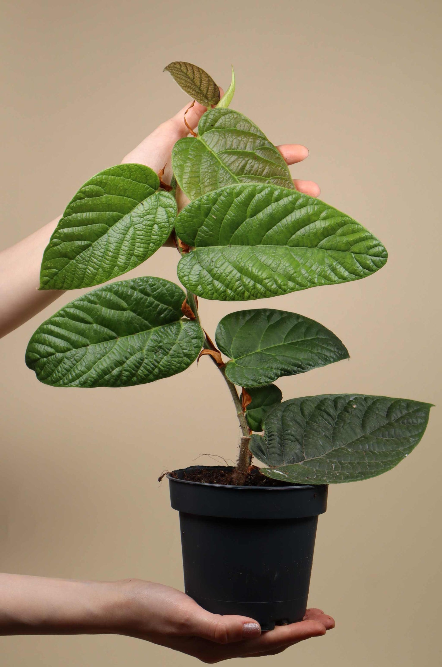 Ficus villosa