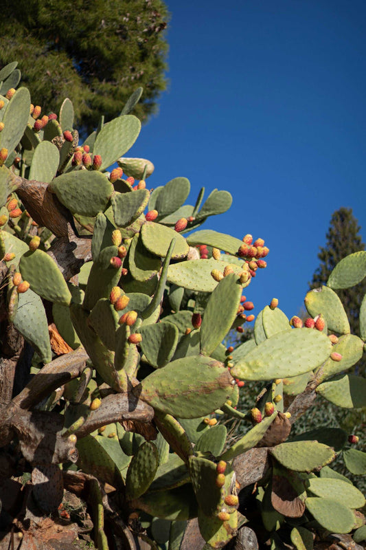 Fikonkaktus, Opuntia Ficus Indica (Ätbara frukter)