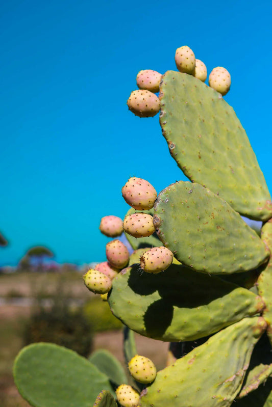 Fikonkaktus, Opuntia Ficus Indica (Ätbara frukter)