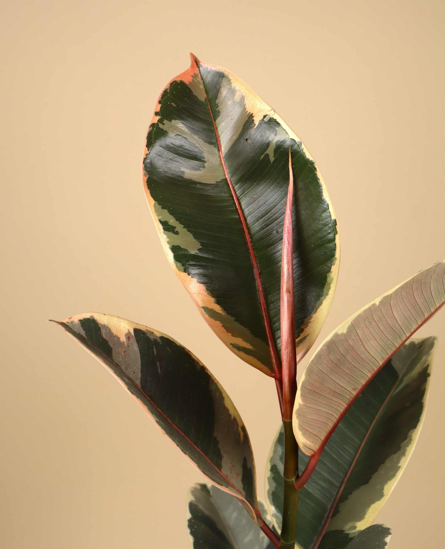 Ficus elastica "Tineke" | Rubber Plant