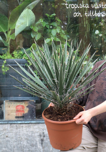 Yucca filifera
