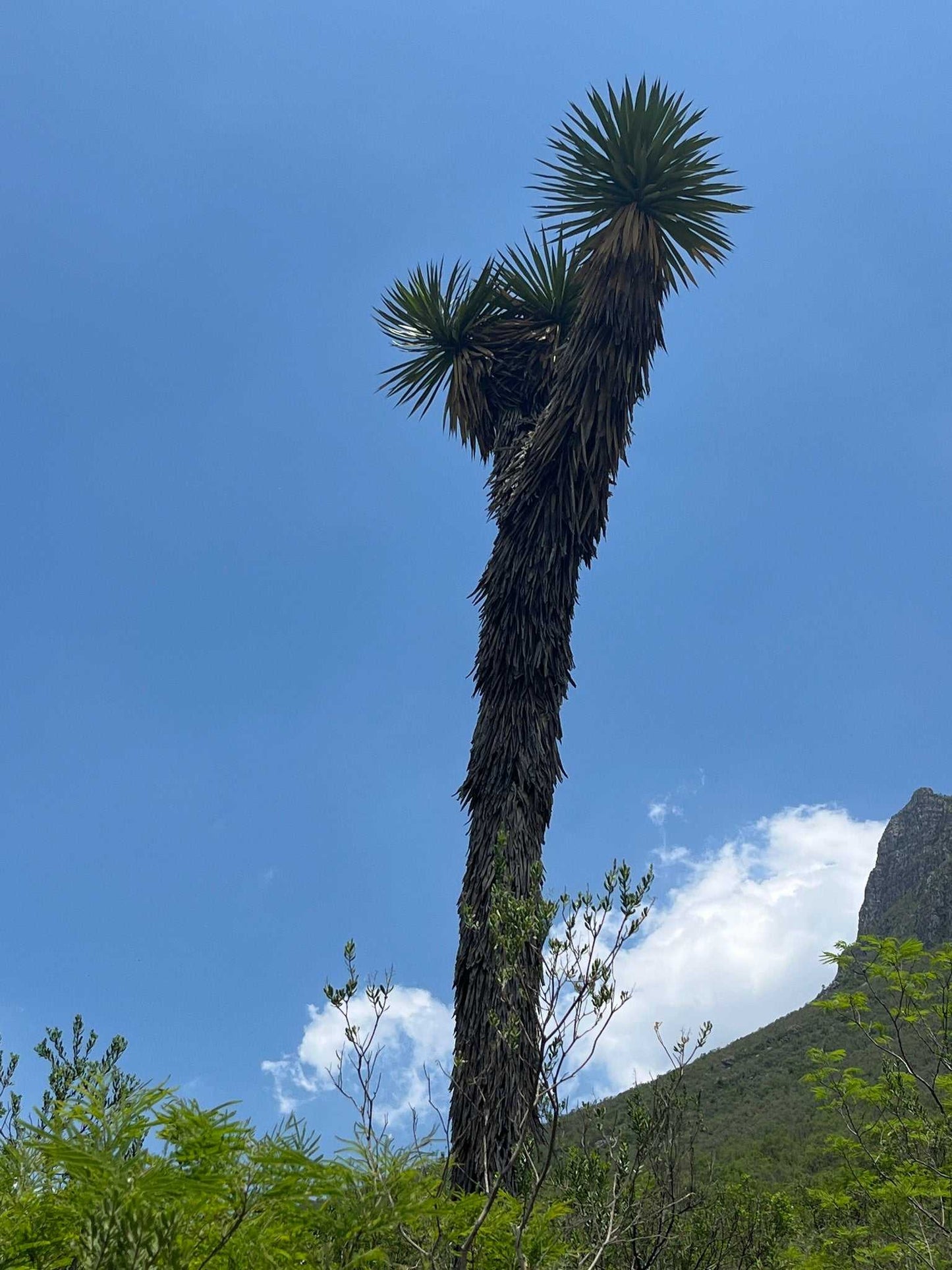 Yucca filifera