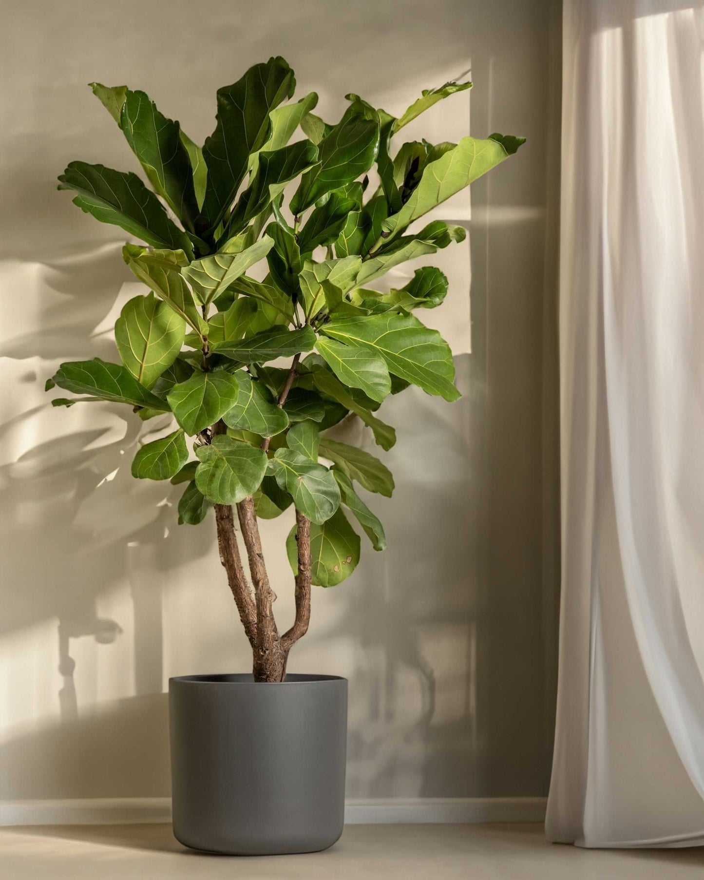 Fiolfikus | Ficus lyrata