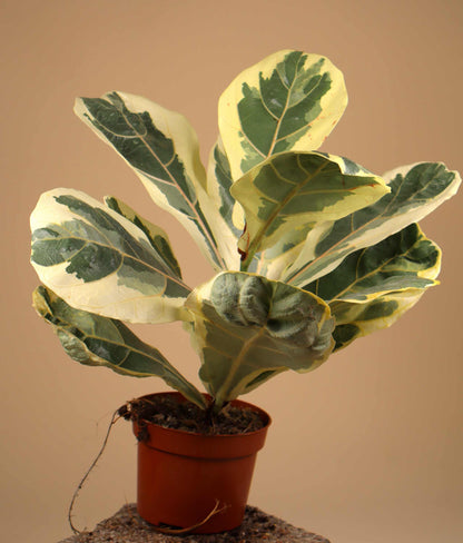 Ficus Lyrata Variegata | Variegerad Fiolfikus