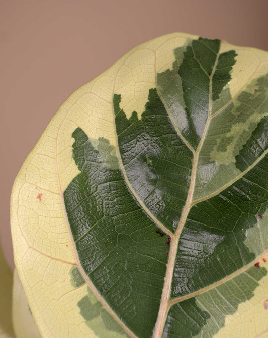 Ficus Lyrata Variegata | Variegerad Fiolfikus