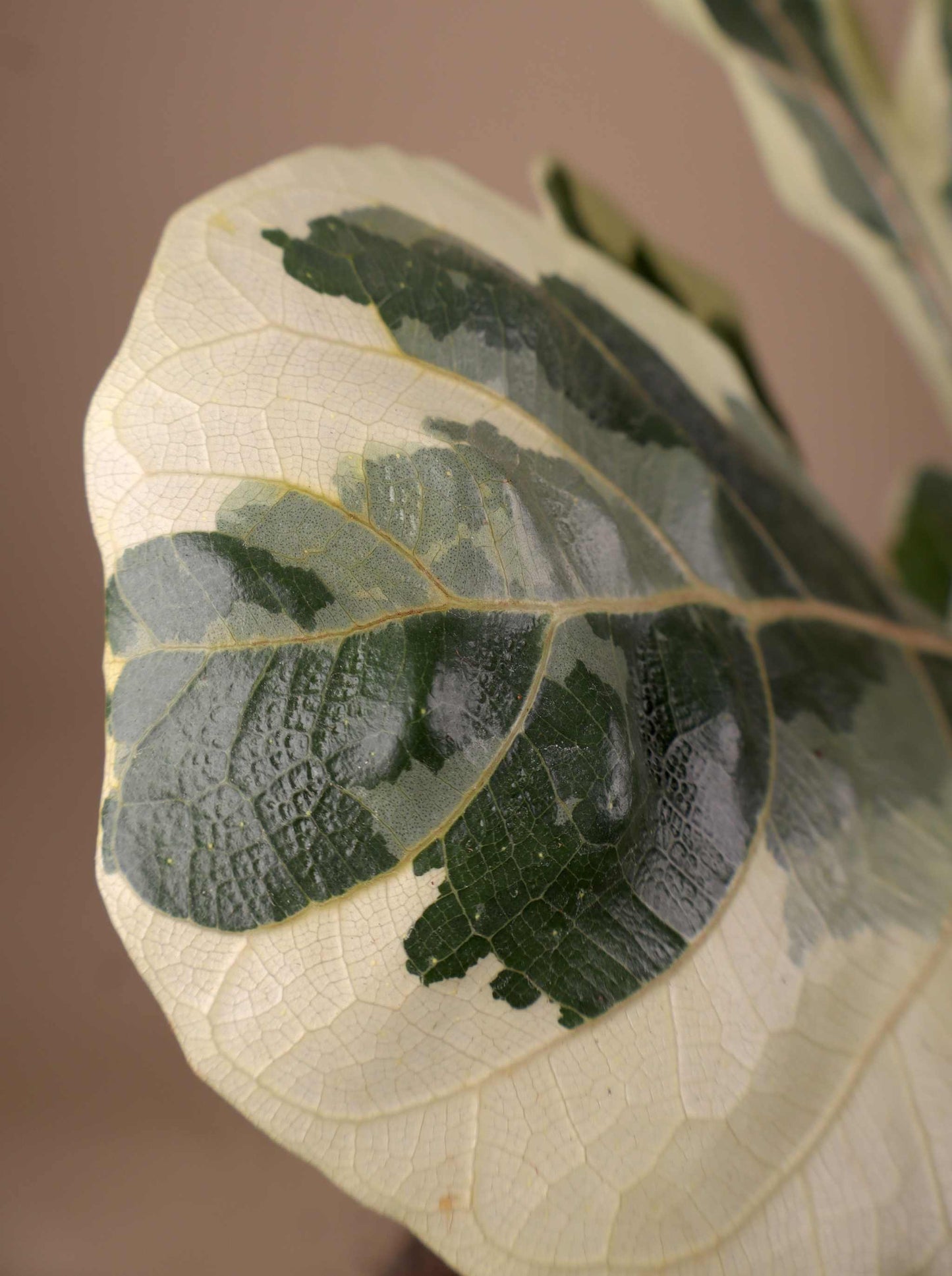Ficus Lyrata Variegata | Variegerad Fiolfikus