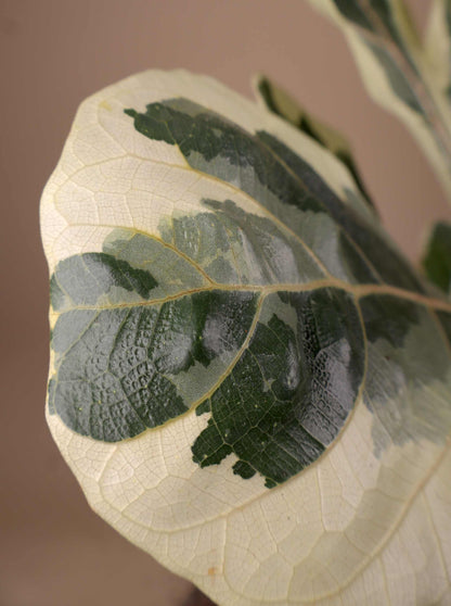 Ficus Lyrata Variegata | Variegerad Fiolfikus