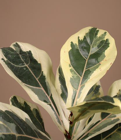 Ficus Lyrata Variegata | Variegerad Fiolfikus