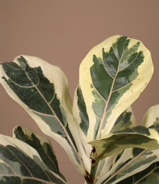Ficus Lyrata Variegata | Variegerad Fiolfikus