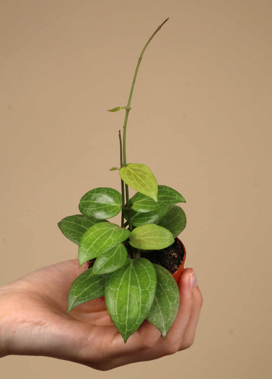Hoya fitchii