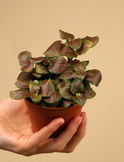 Fittonia albivenis 'Åderblad'