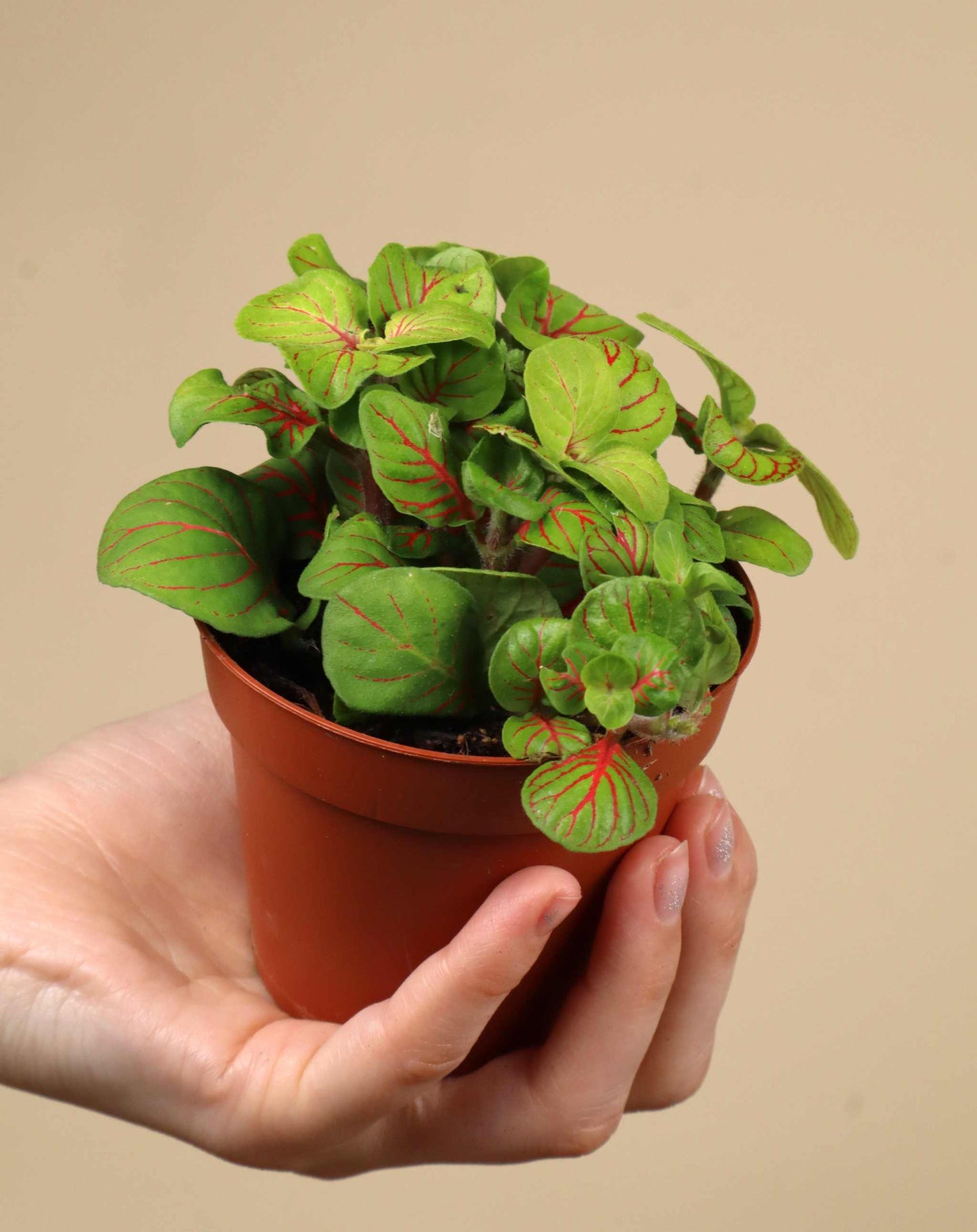 Fittonia albivenis 'Åderblad'