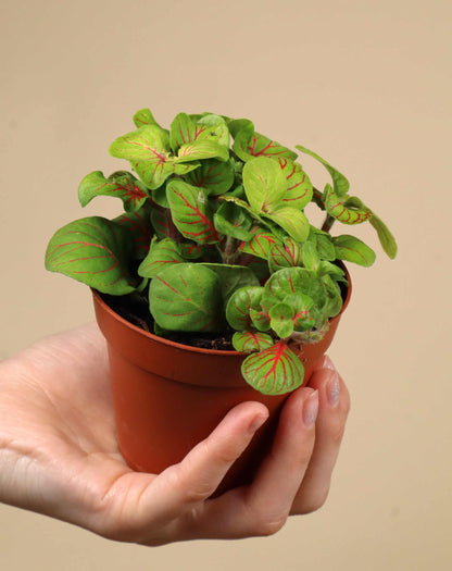 Fittonia albivenis 'Åderblad'