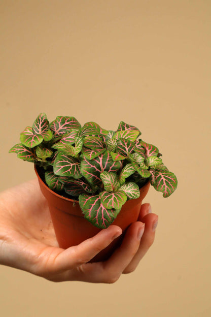 Fittonia albivenis 'Åderblad'