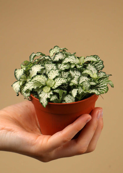Fittonia albivenis 'Åderblad'