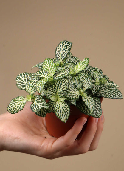 Fittonia albivenis 'Åderblad'