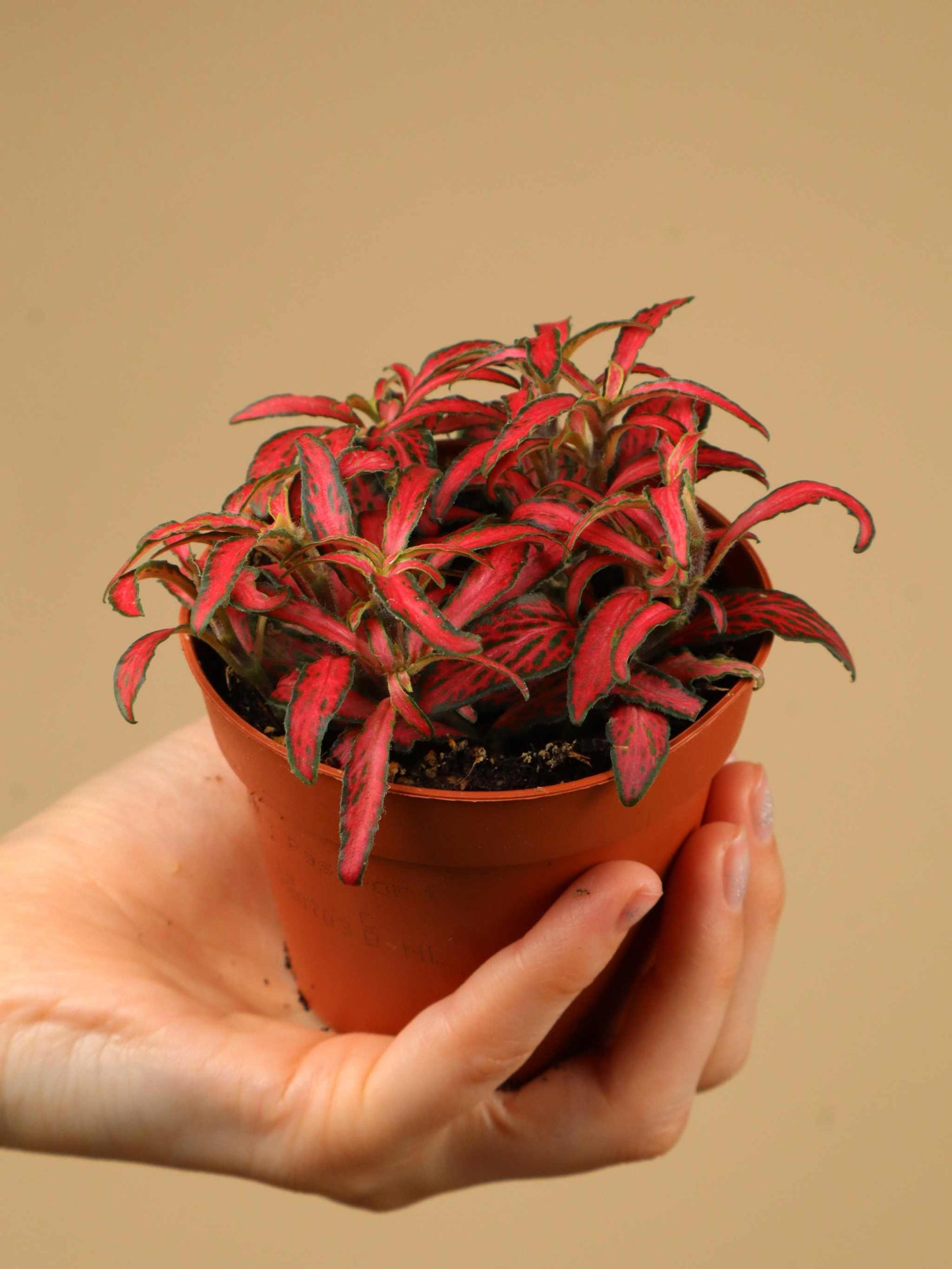 Fittonia albivenis 'Åderblad'