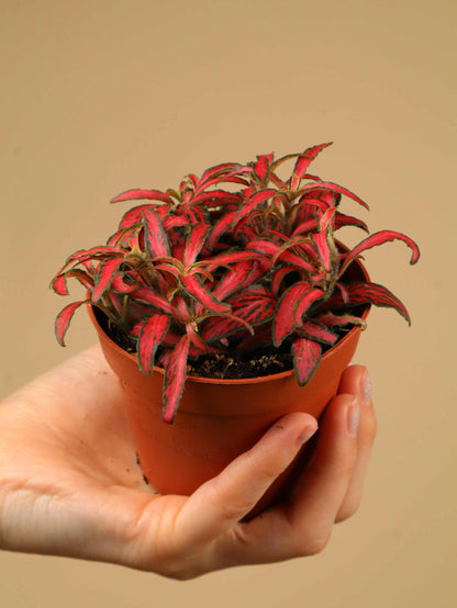 Fittonia albivenis 'Åderblad'