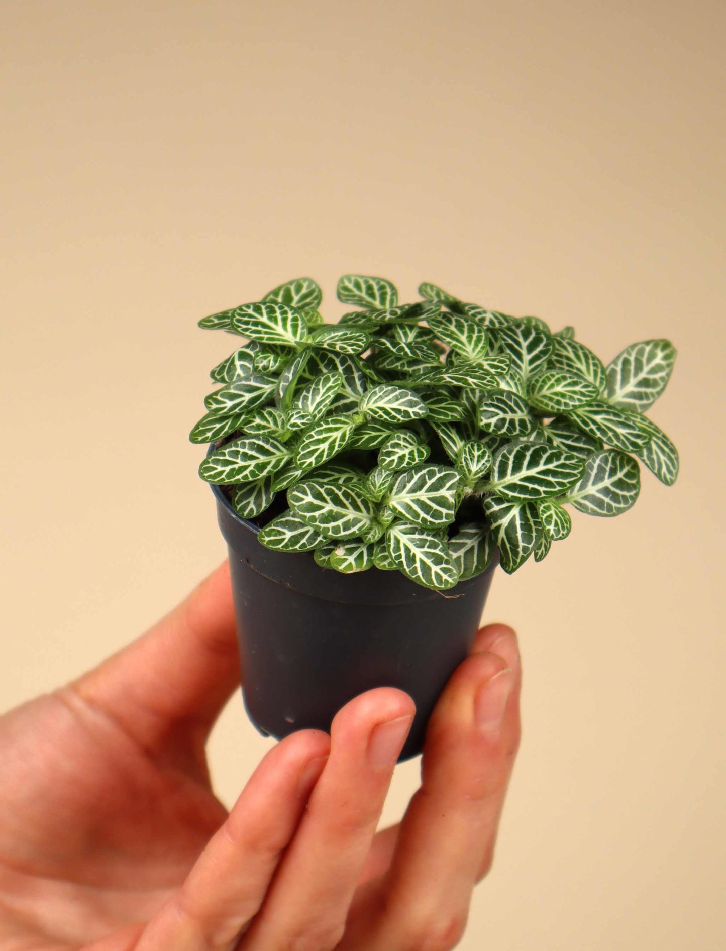 Fittonia albivenis 'Åderblad'