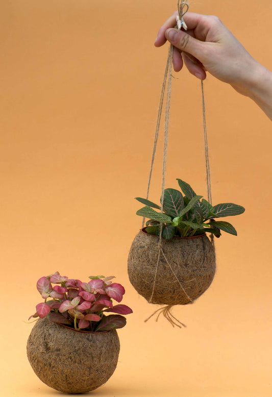 Ampelkruka 'kokedama'