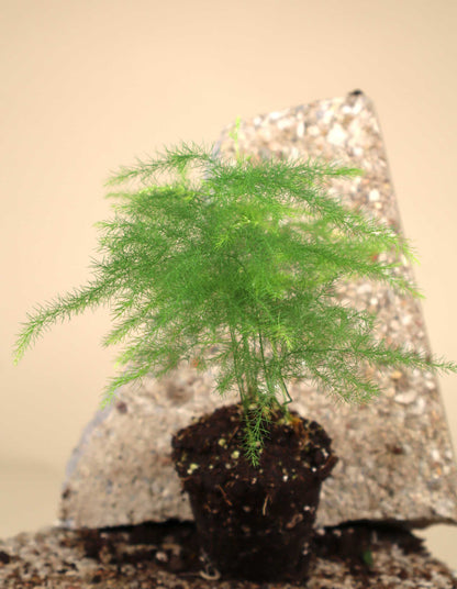 Asparagus fern "Asparagus setaceus"
