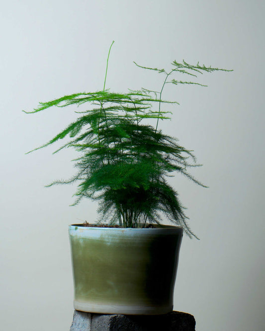 Fjädersparris 'Asparagus setaceus'