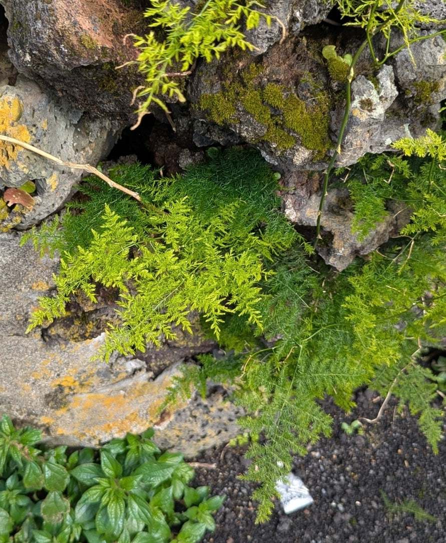 Asparagus fern "Asparagus setaceus"