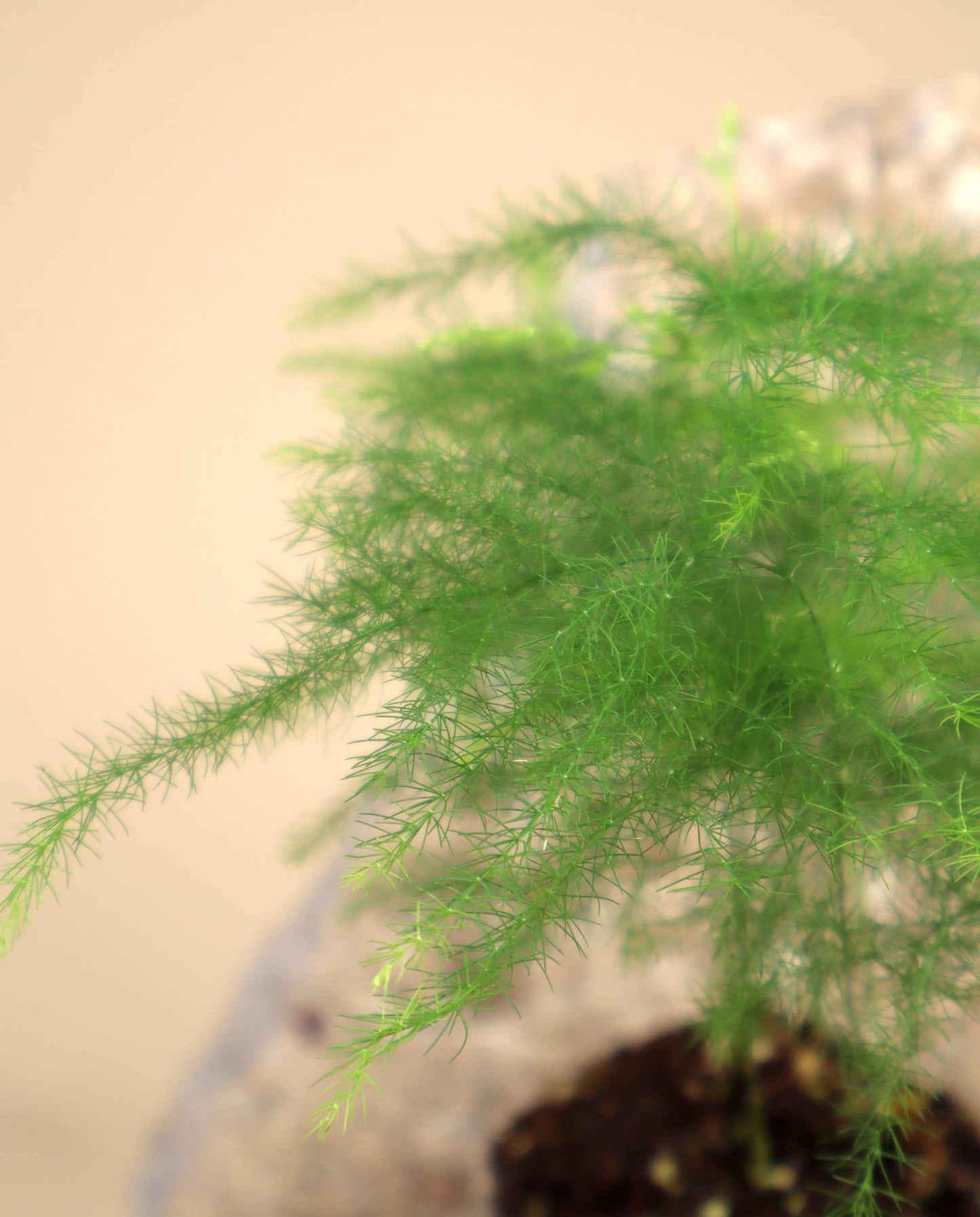 Asparagus fern "Asparagus setaceus"