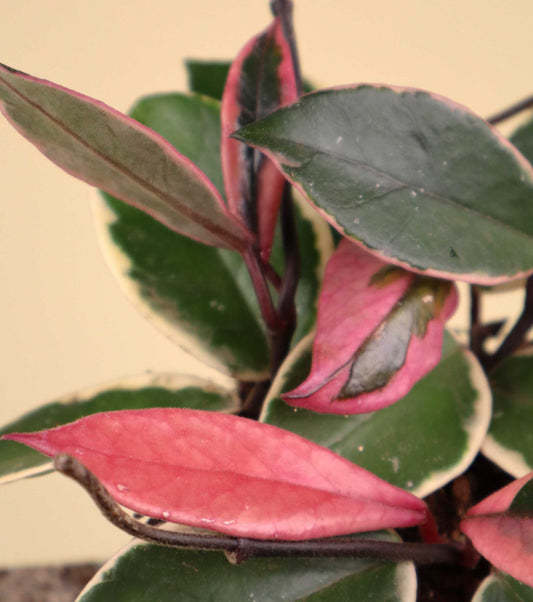 Hoya carnosa 'Flamingo dream'
