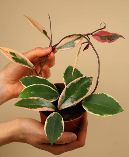 Hoya carnosa 'Flamingo dream'