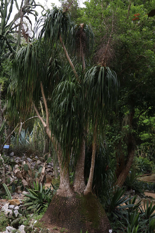 Beaucarnea recurvata 'Ponytail palm'