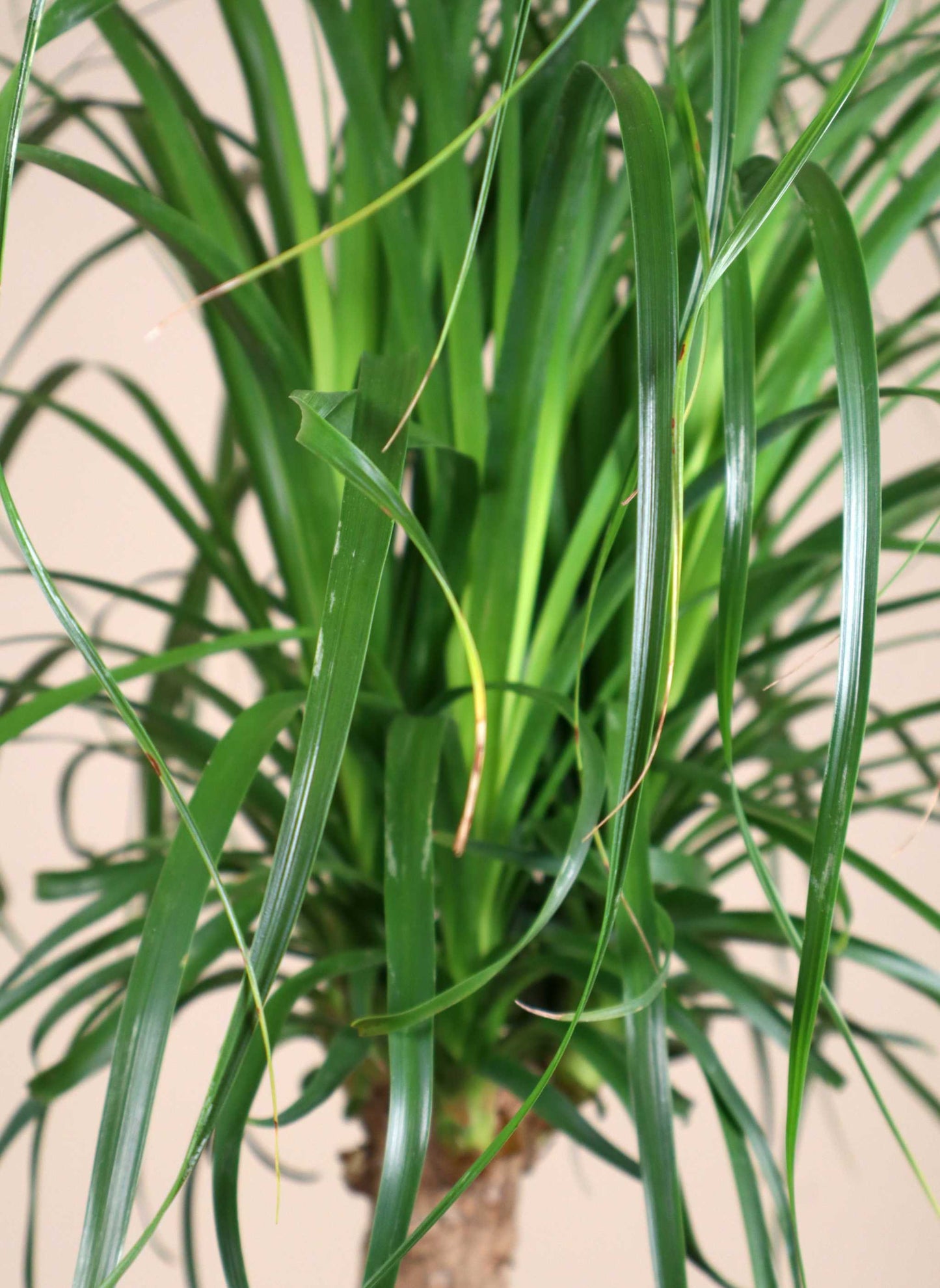 Beaucarnea recurvata 'Flasklilja'