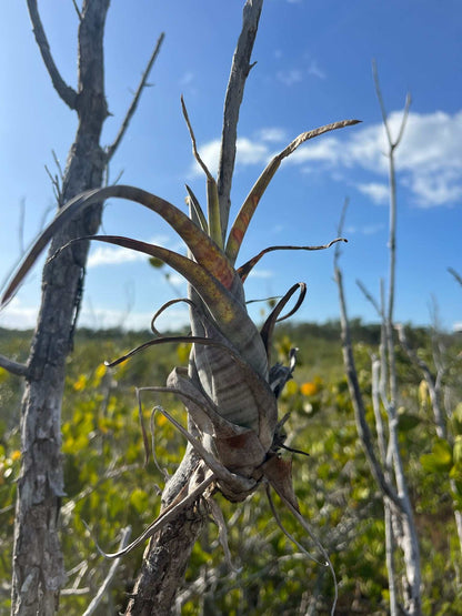 Tillandsia flexuosa