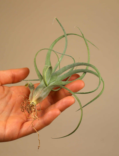 Tillandsia flexuosa