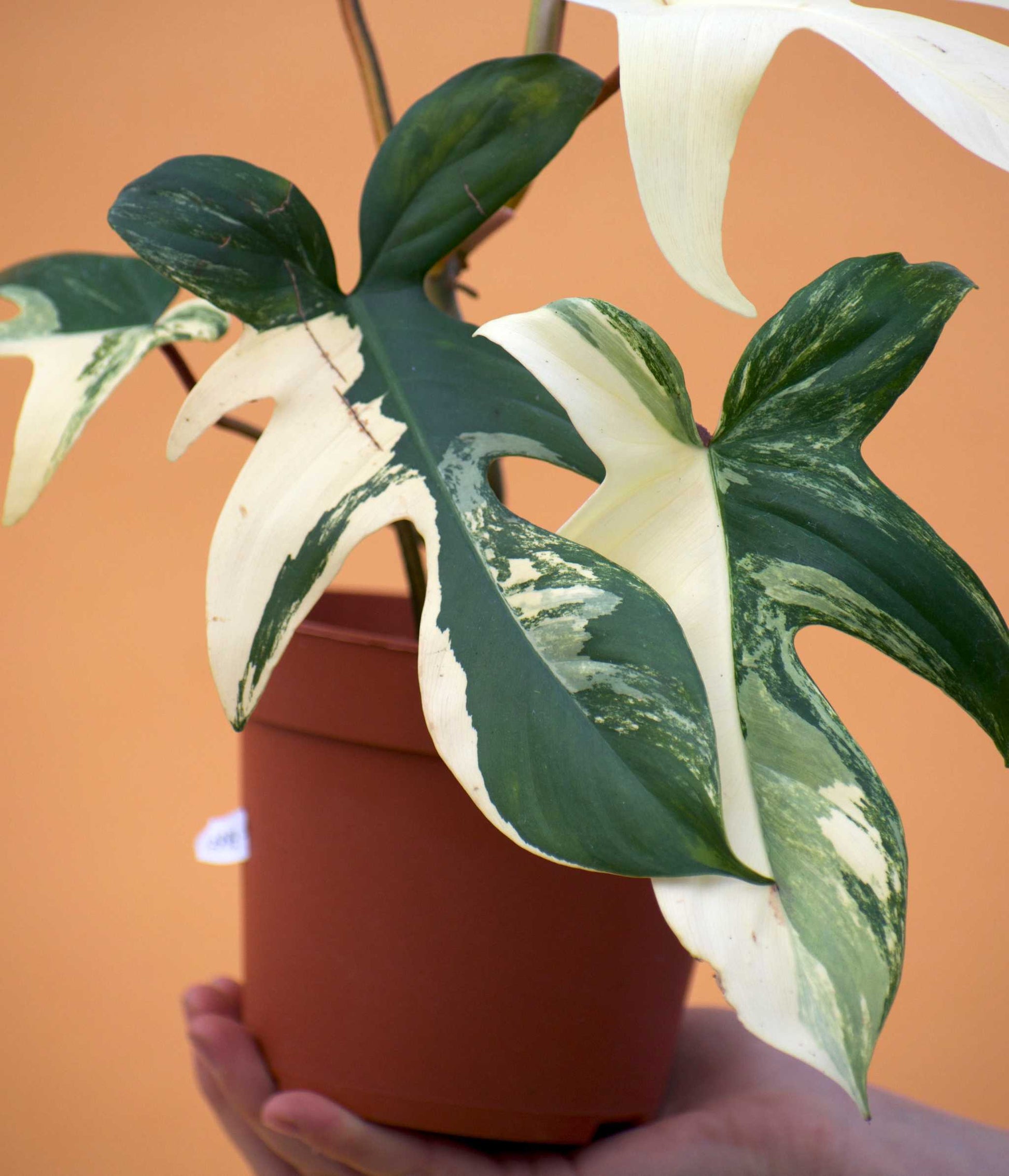 philodendron florida kaufen Schönheit des Philodendron-Floridas