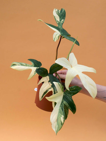 philodendron florida beauty flower Philodendron Florida Beauty