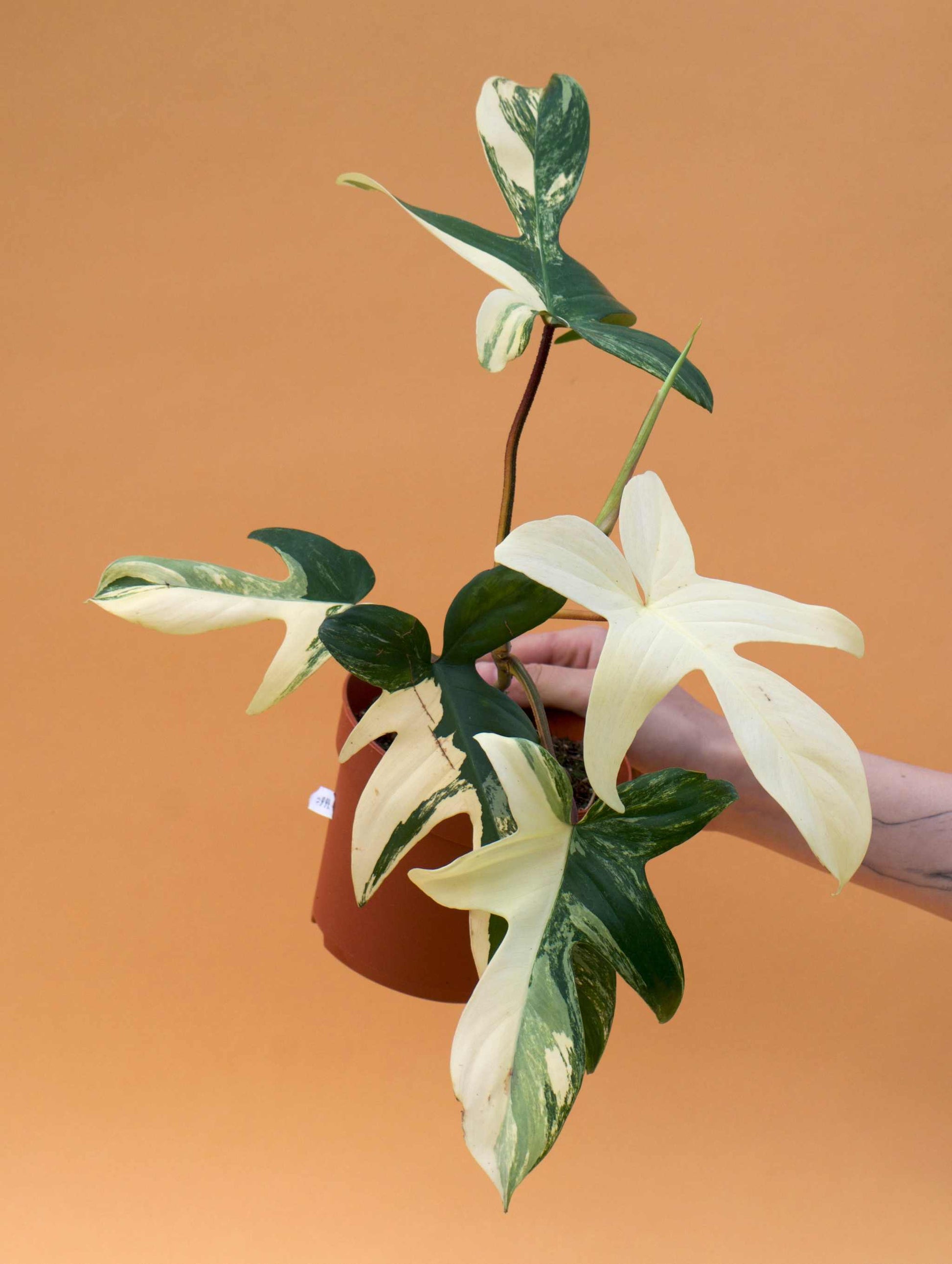 florida_beauty_variegata