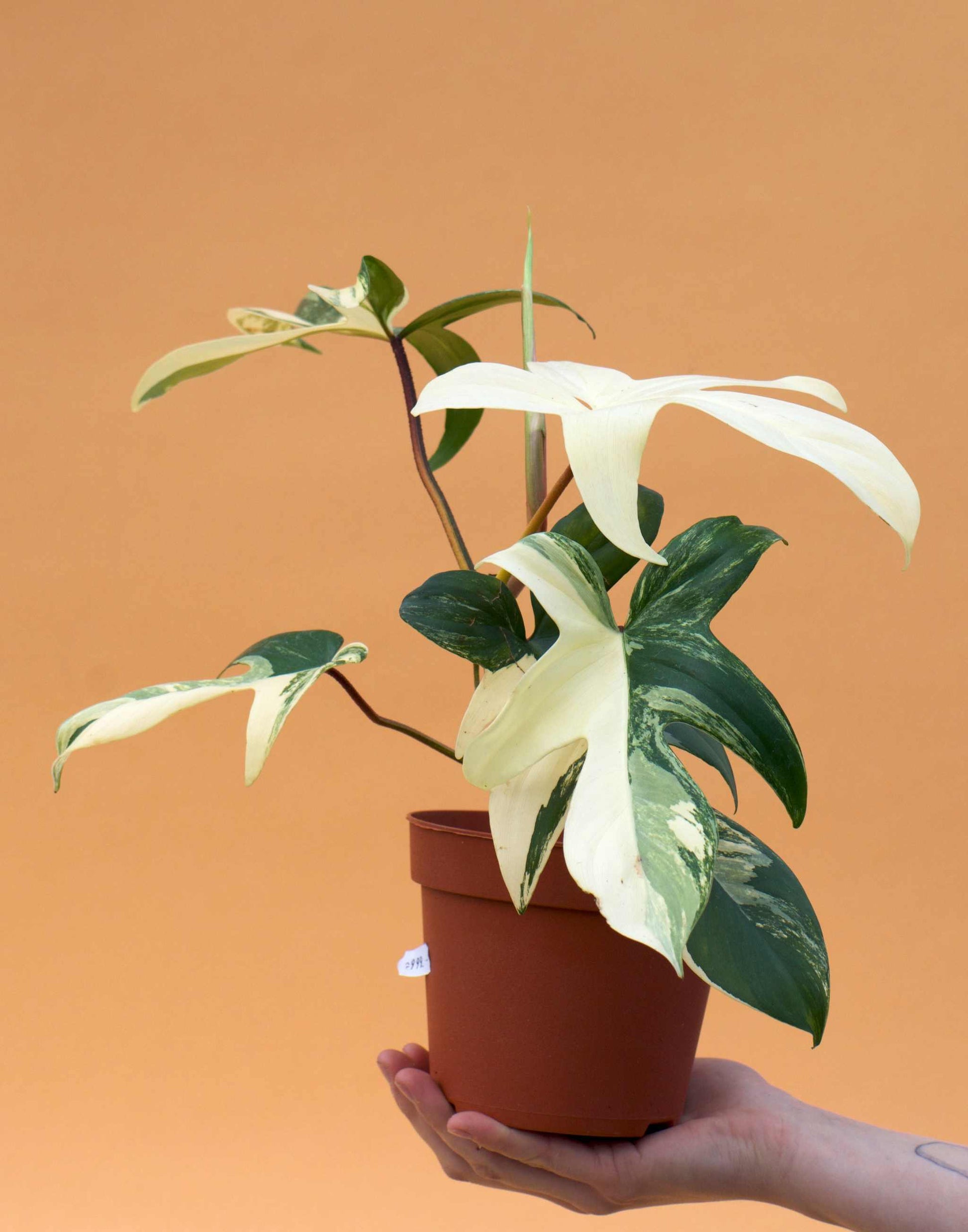 philodendron growers florida Philodendron Florida Beauty
