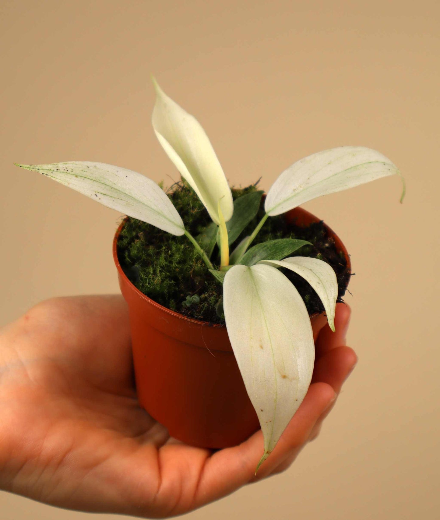 Philodendron 'Florida Ghost'
