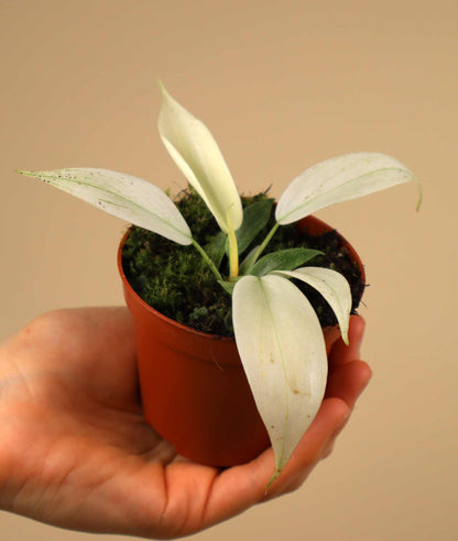 Philodendron 'Florida Ghost'