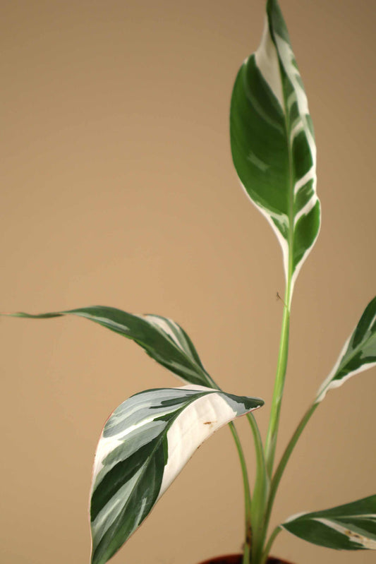 Musa 'Florida Variegata' (Variegerad bananplanta)