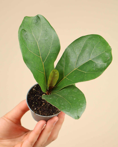Fiolfikus | Ficus lyrata